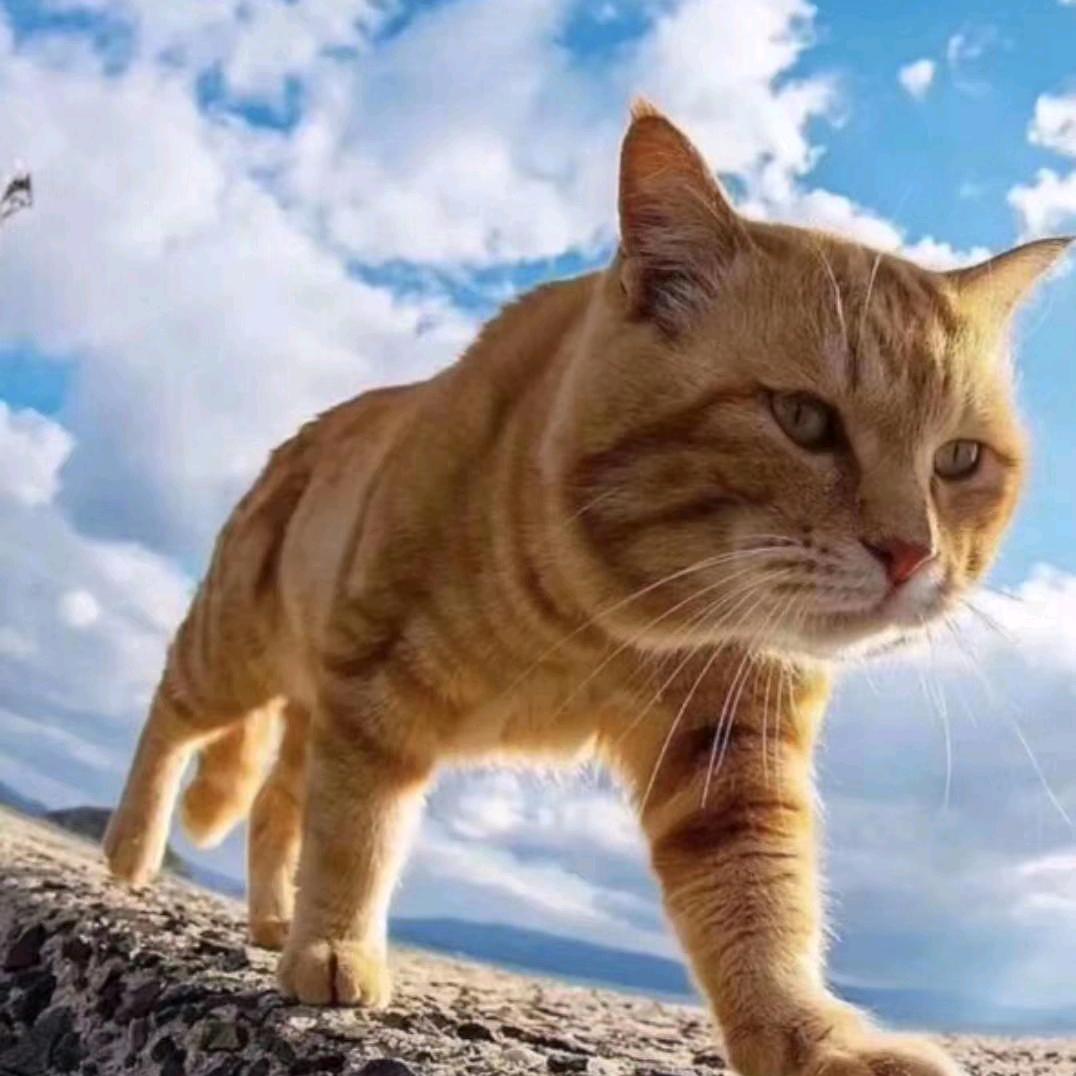 贼猫