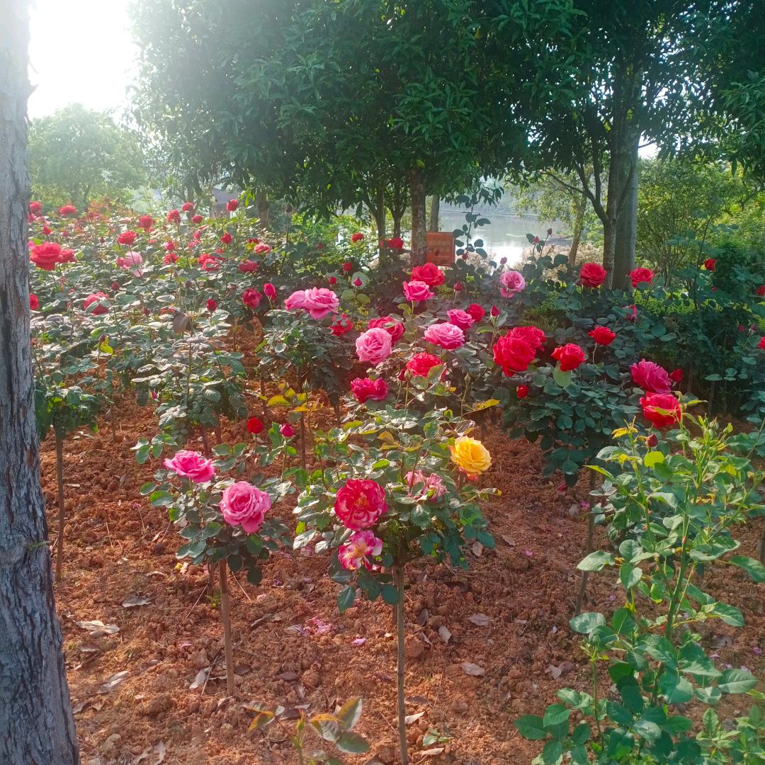 快乐天使一家人