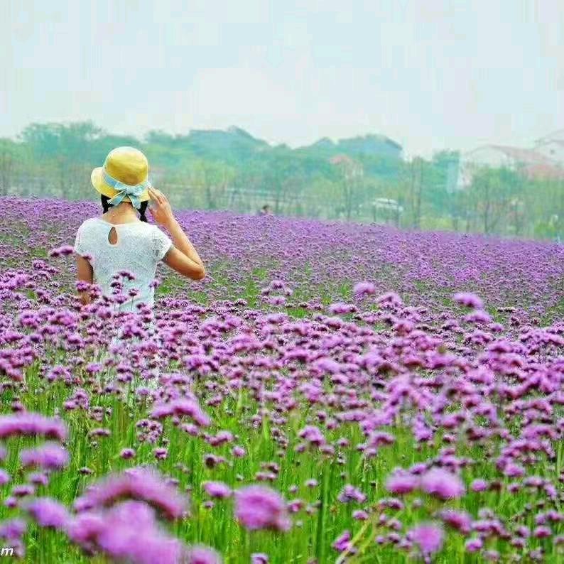 手心里的温柔