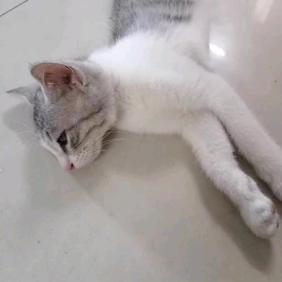 芒果很忙忙