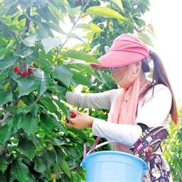 樱桃女孩（春）