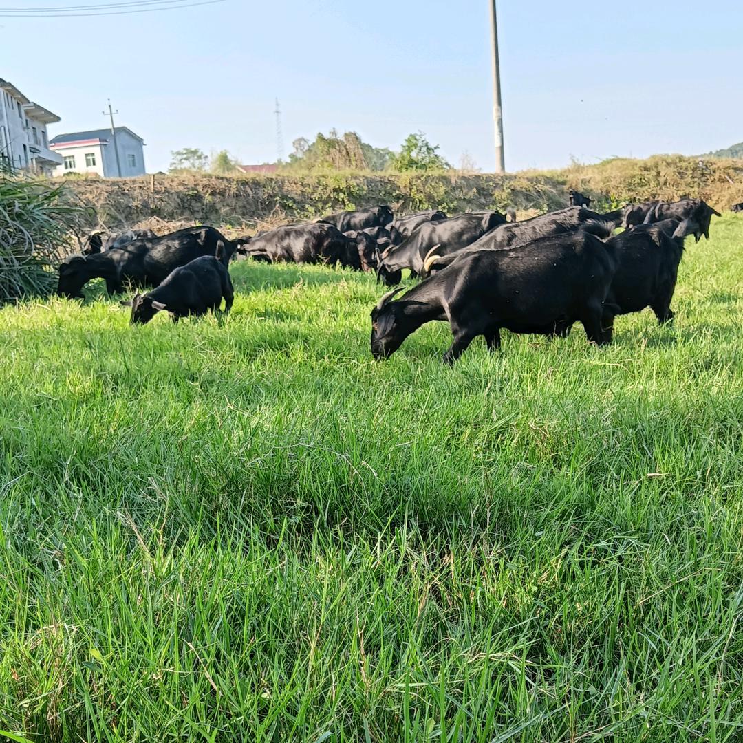 汤新文黑山羊养殖