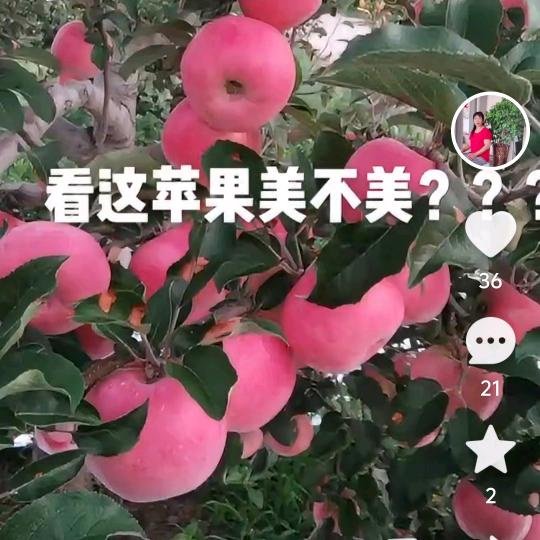 素子花开