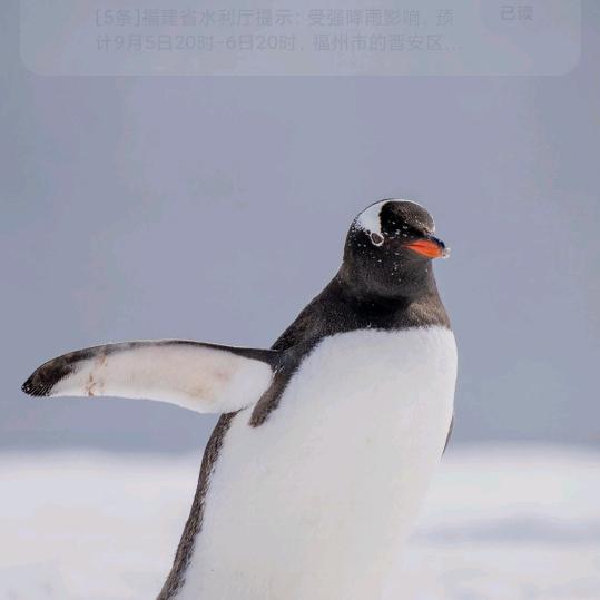 海螺