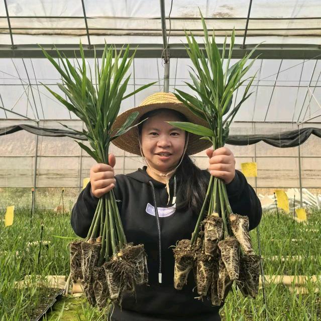 生姜技术李指导