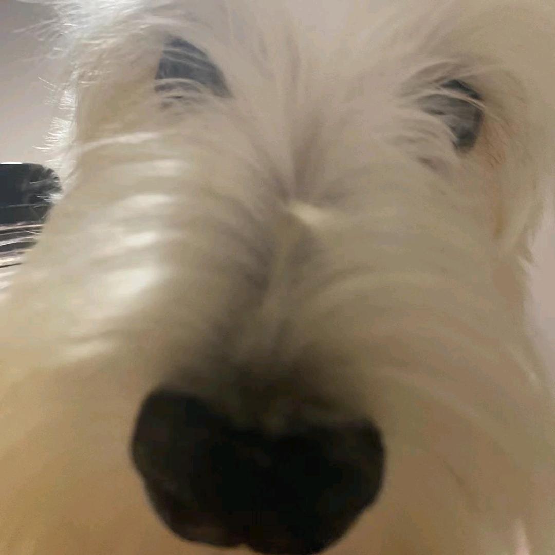 薯条是条小苏梗