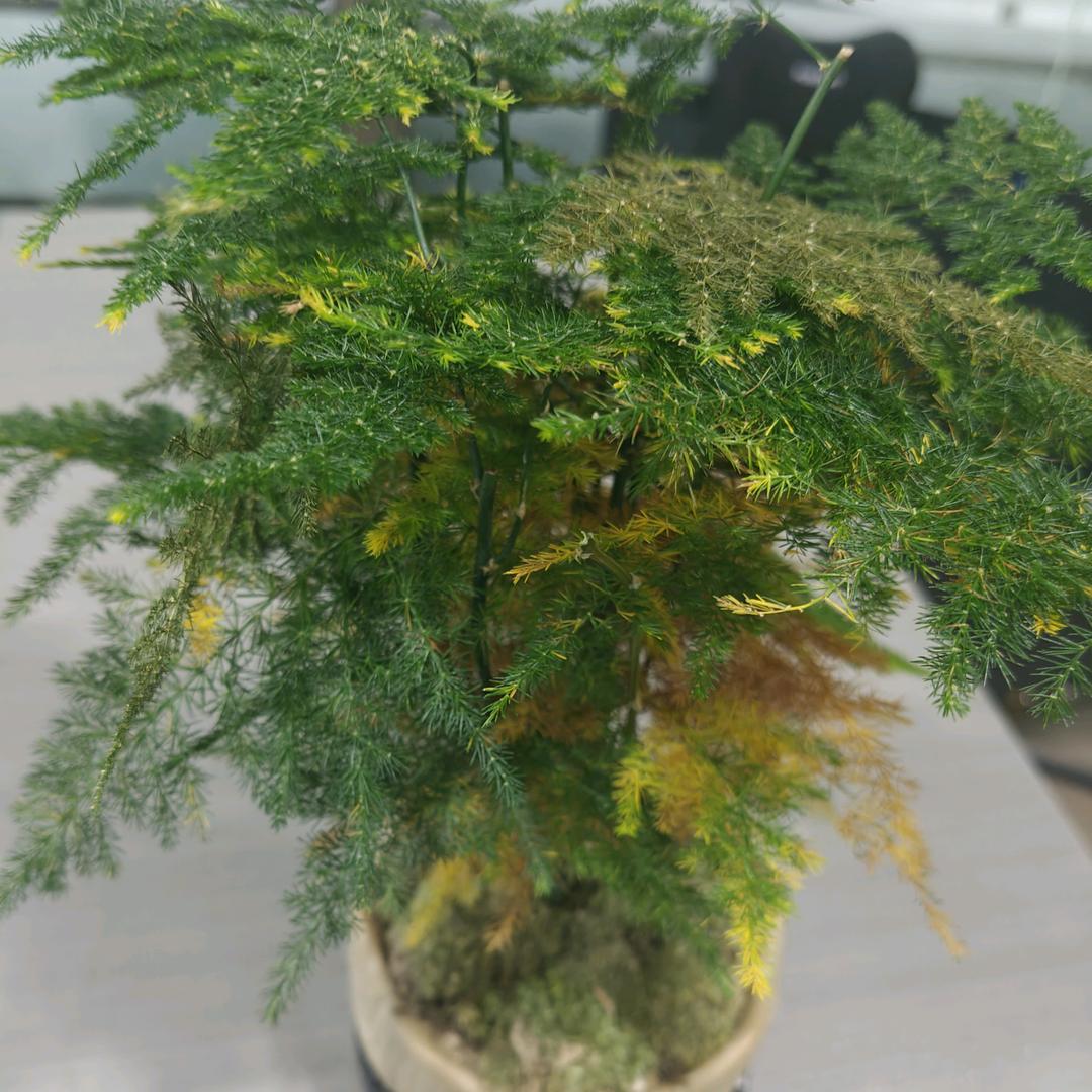 玲珑妃百货
