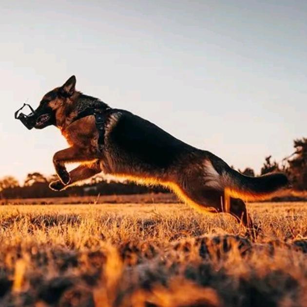 桉熠、德牧是也