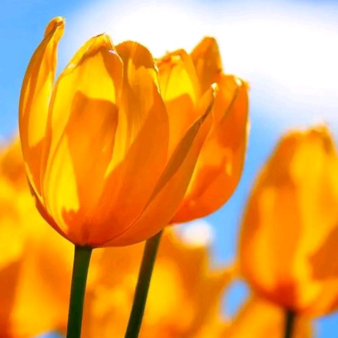 🌸灿若繁花🌸