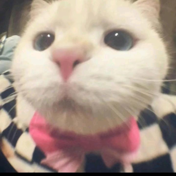 偷猪那女的
