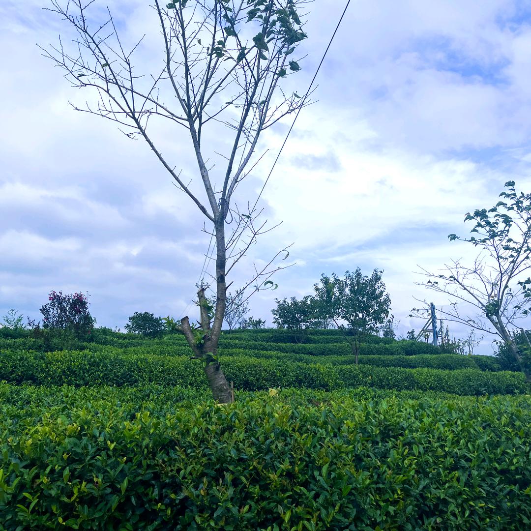 卖点白茶-