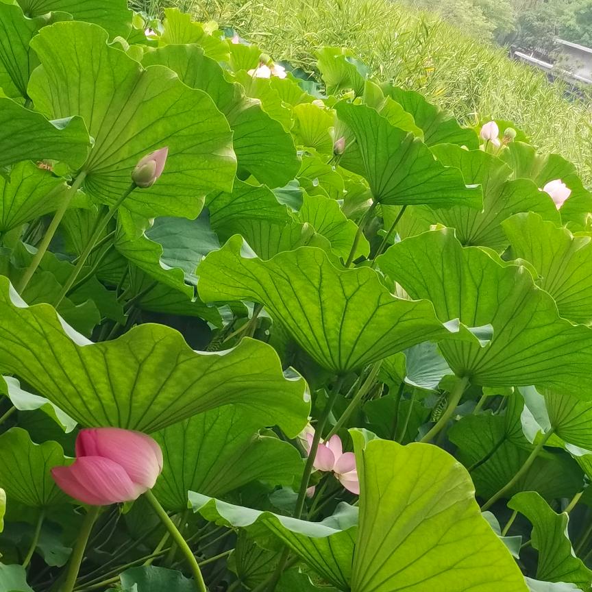 如意‘丨