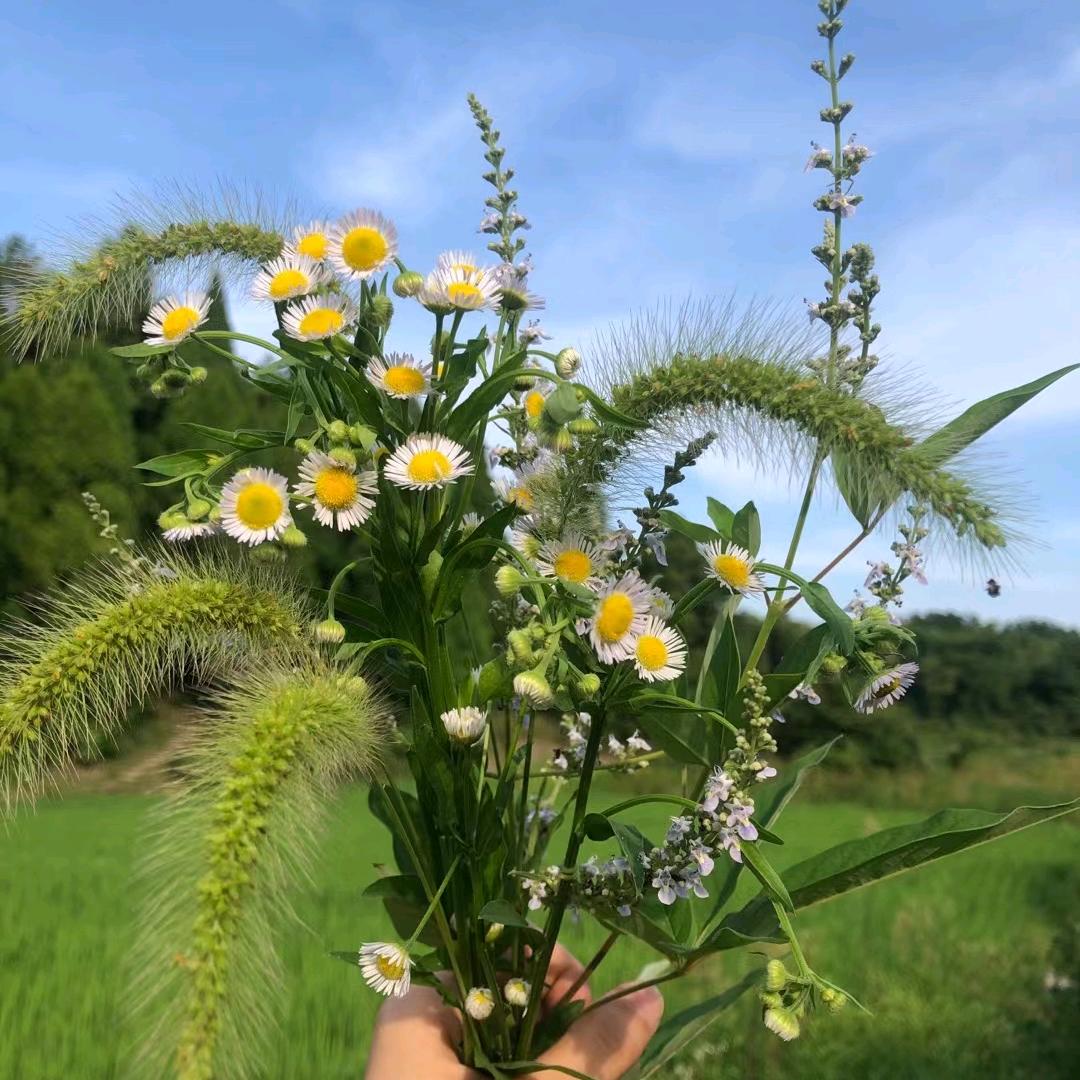 ꒰ঌ邻家小妃໒꒱