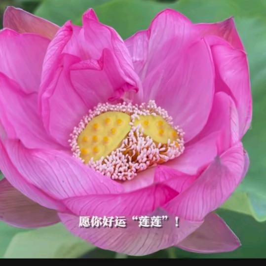 琴琴🌷