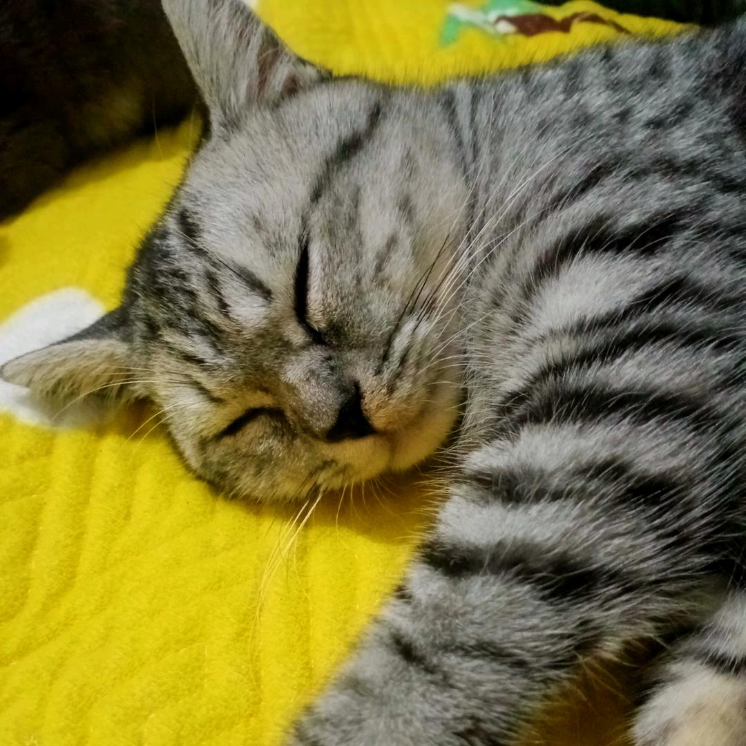 萍乡市流浪猫救助基地