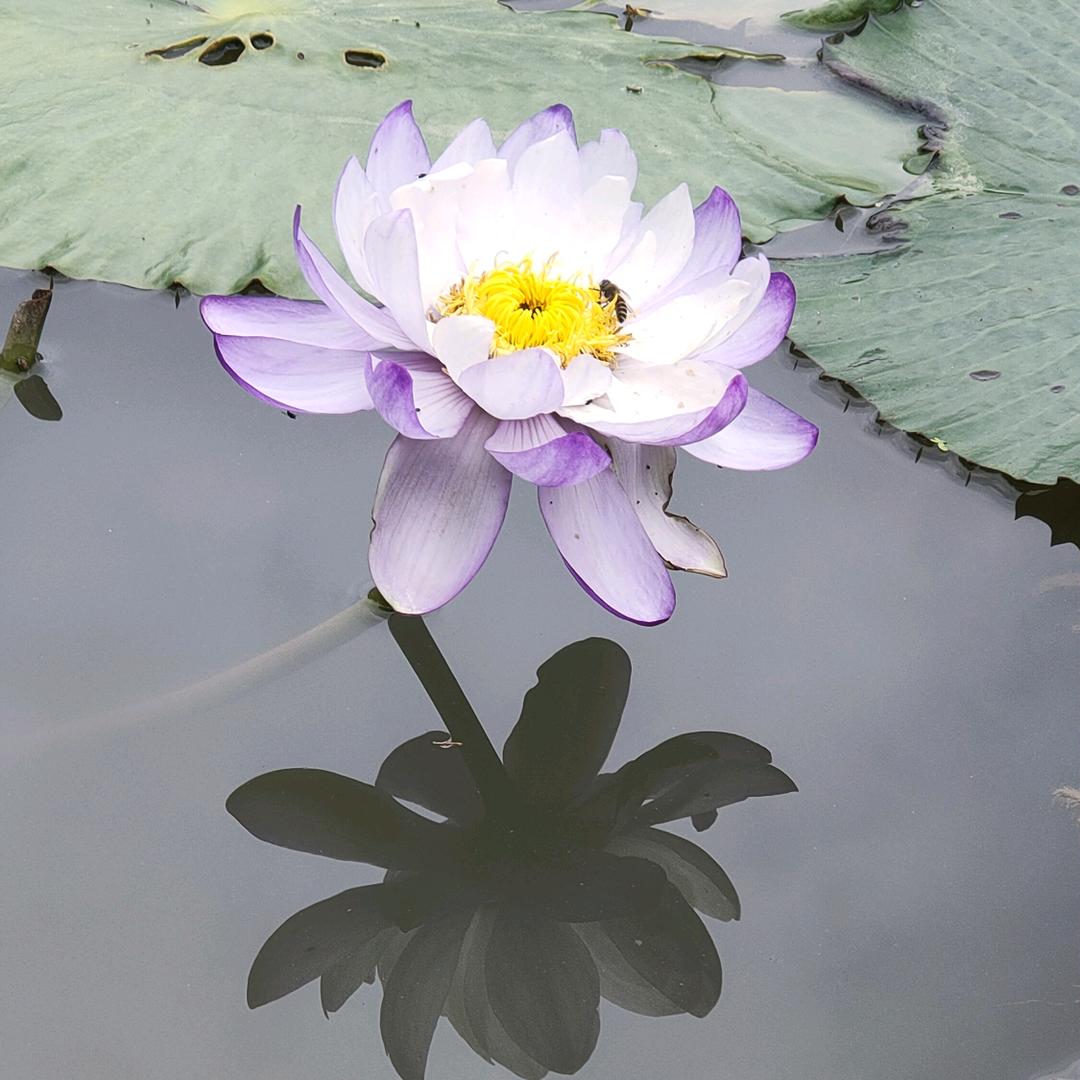 一条野松许