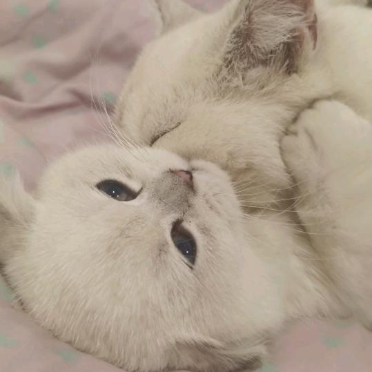 团团圆圆