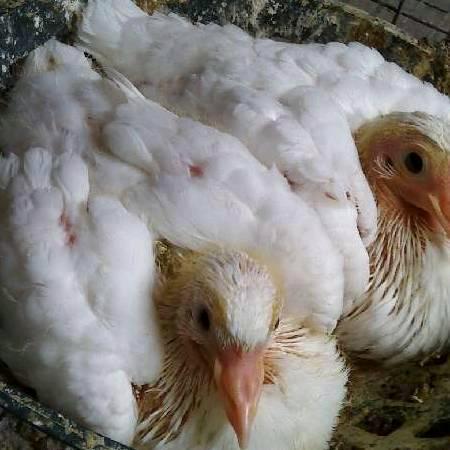 河南省社旗县桥头埂里肉鸽养殖