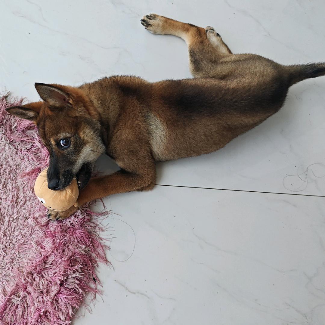 修勾冬瓜🐶