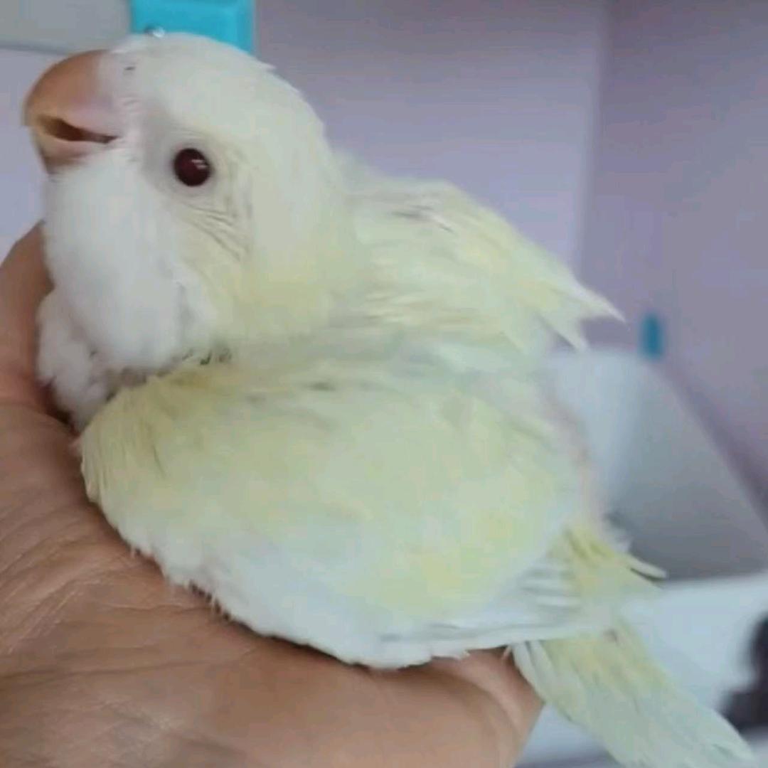 奶糖🍭多吃点