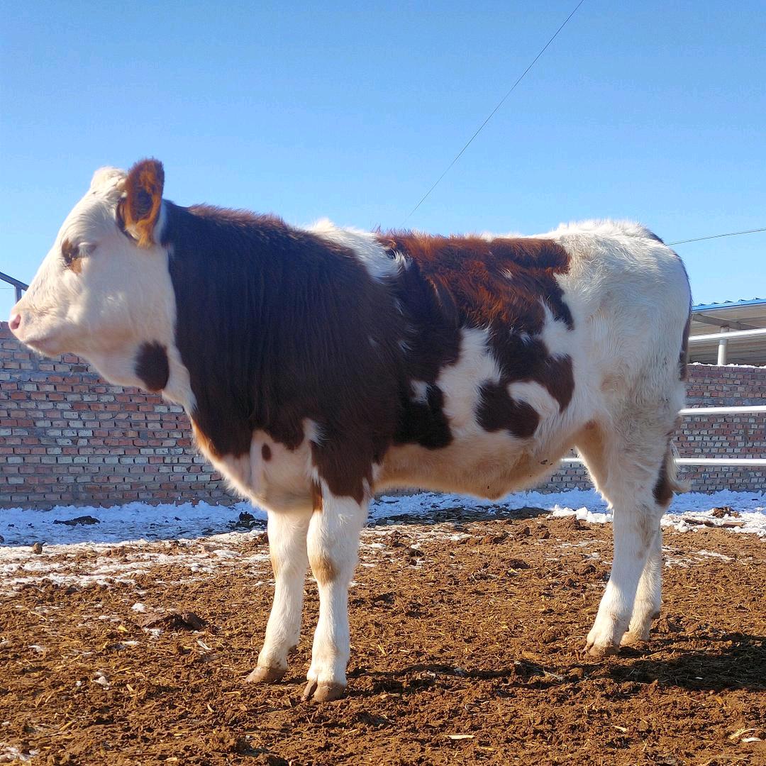 老东养殖5402374731037