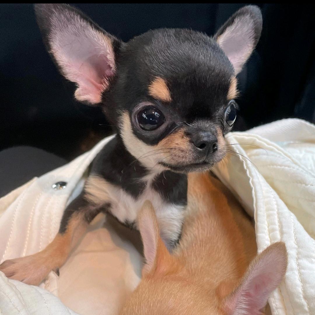 旺仔妹妹的vlog🐾