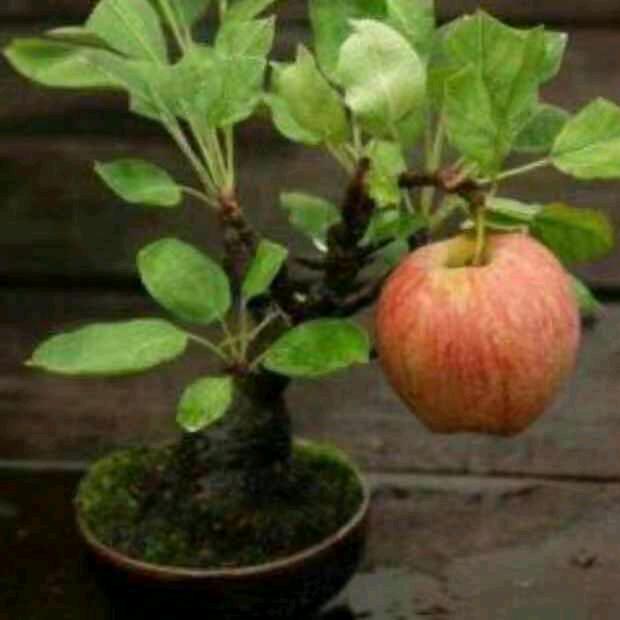 小苹果6096216690721