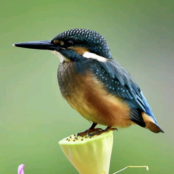 🥀এ᭄情深   ꦿ缘💔浅 ོ࿐ᩚ๑҉