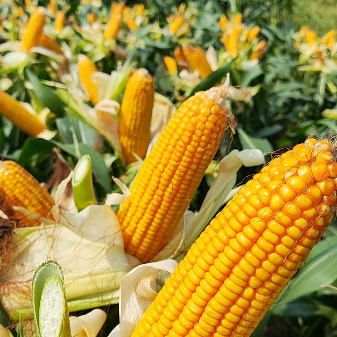 枣庄国丰农业（种子，农药  肥料）