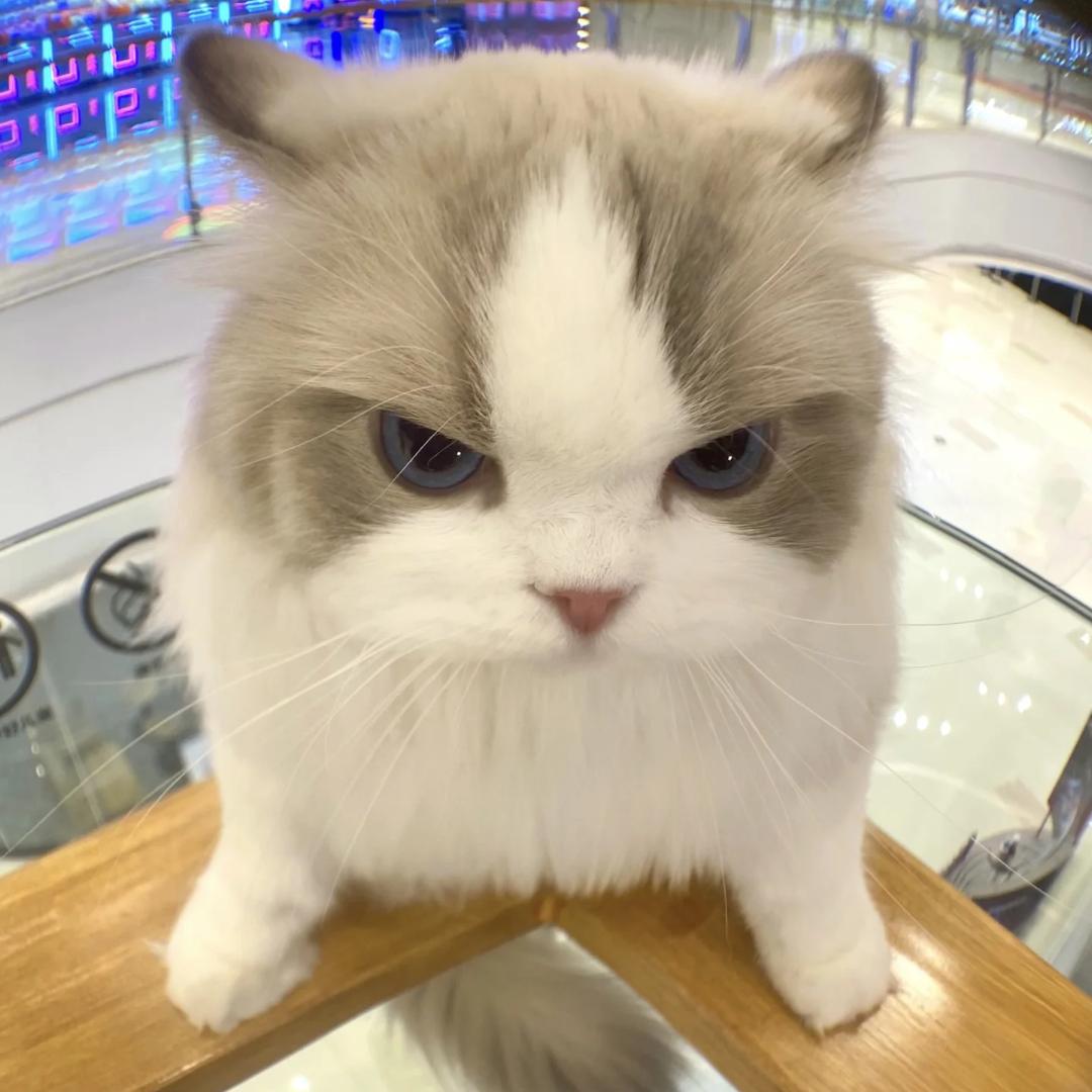 骜骛鹜鹜