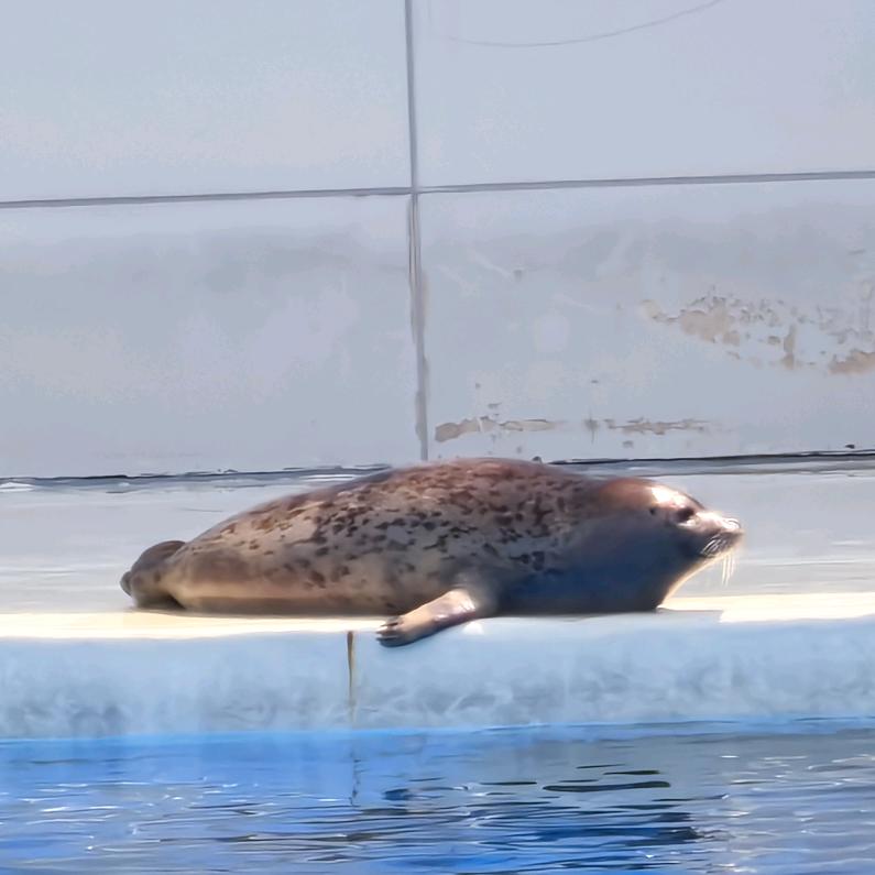 海豹文艺坊
