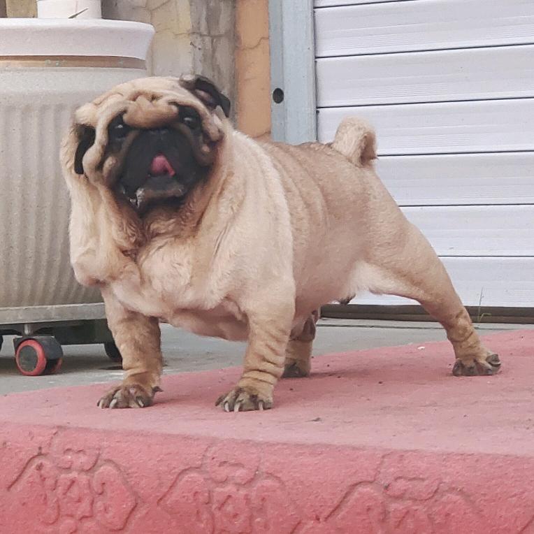 王超家的巴哥犬