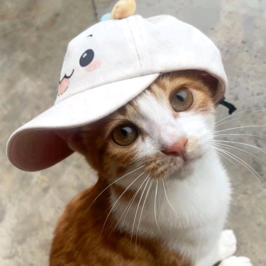 我叫唔西迪西