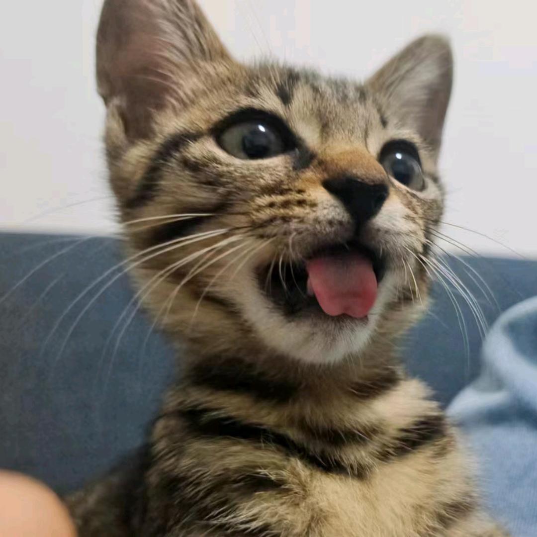 片片鱼