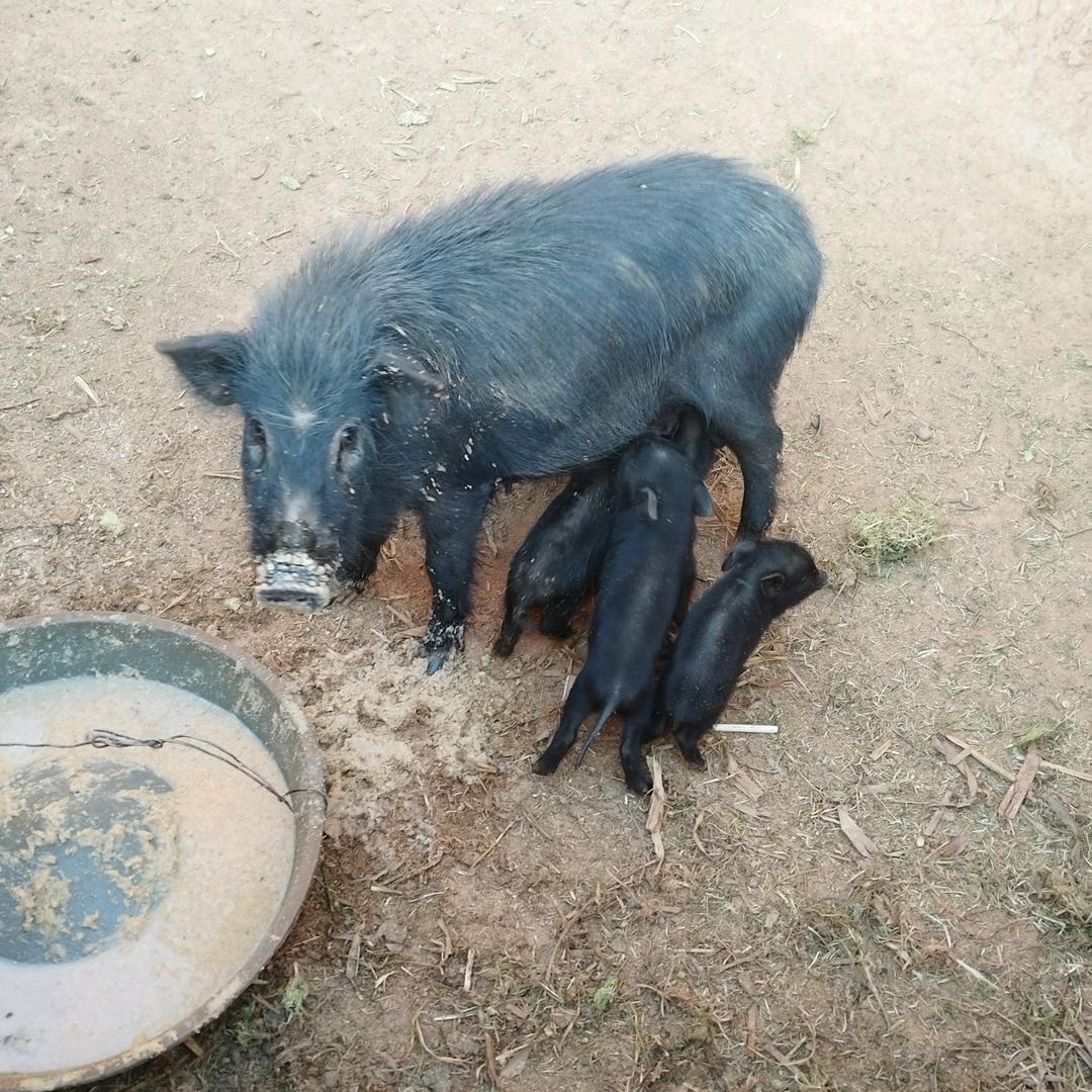 生态养猪
