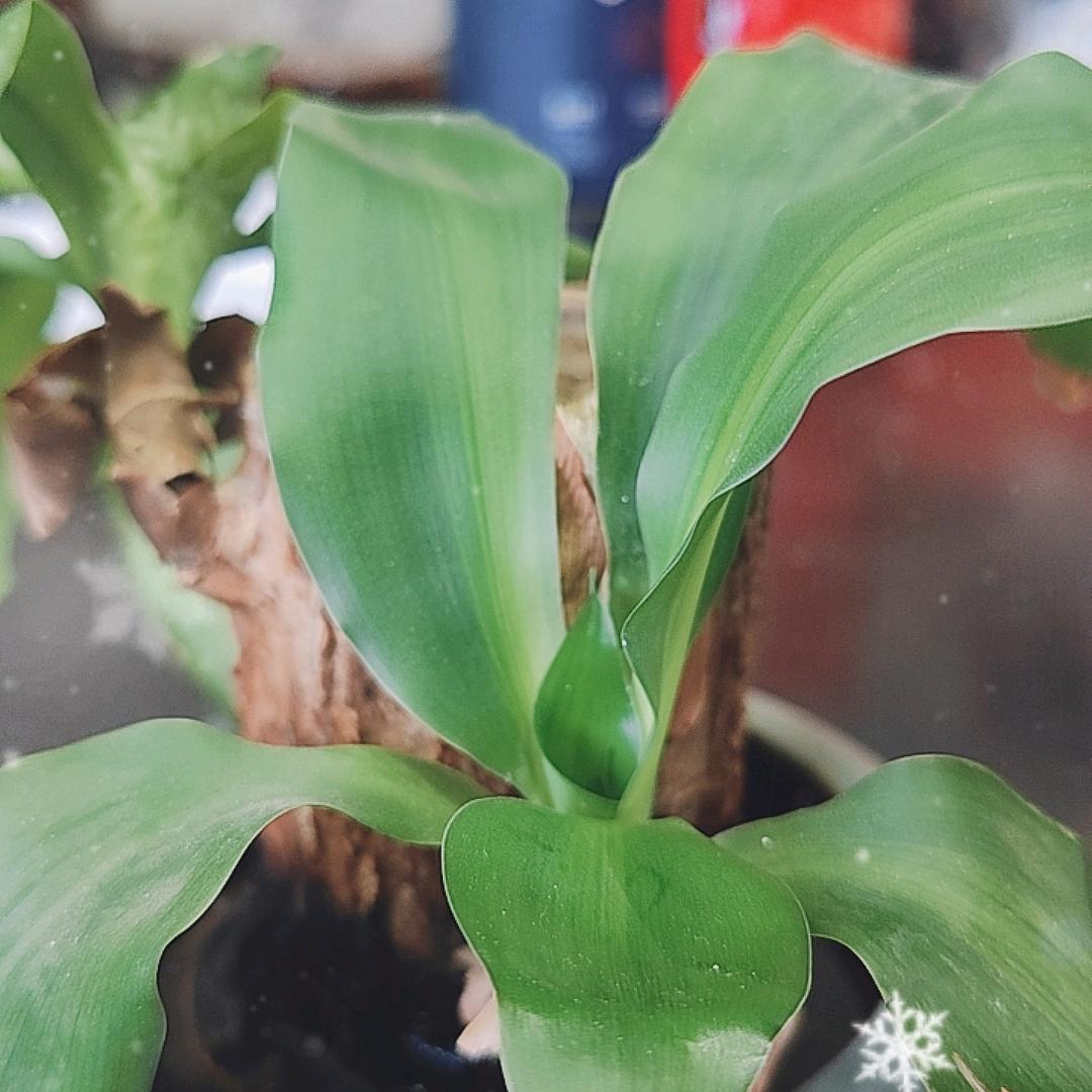 玲宝小助理