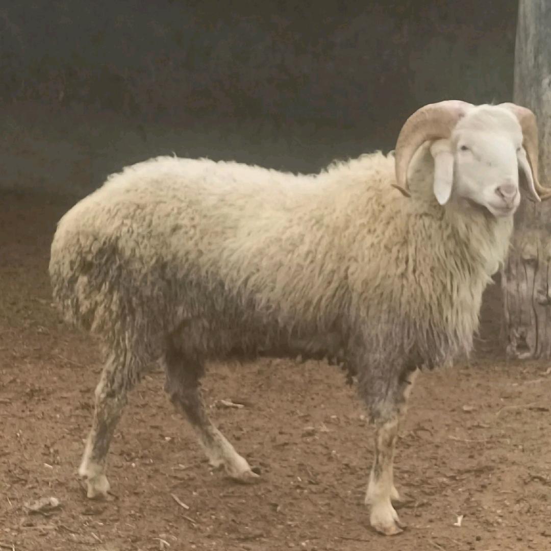 西街物流园《溢馨源羊汤馆》