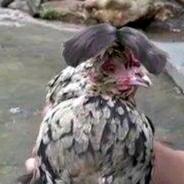 扉武
