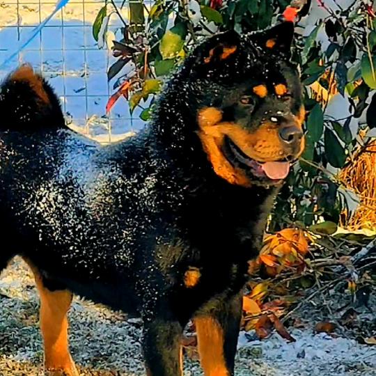 安居国犬
