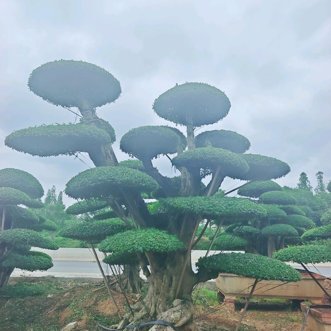 鹏盛园艺