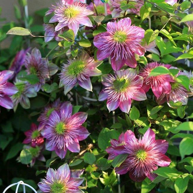 江苏花蒂可经营部