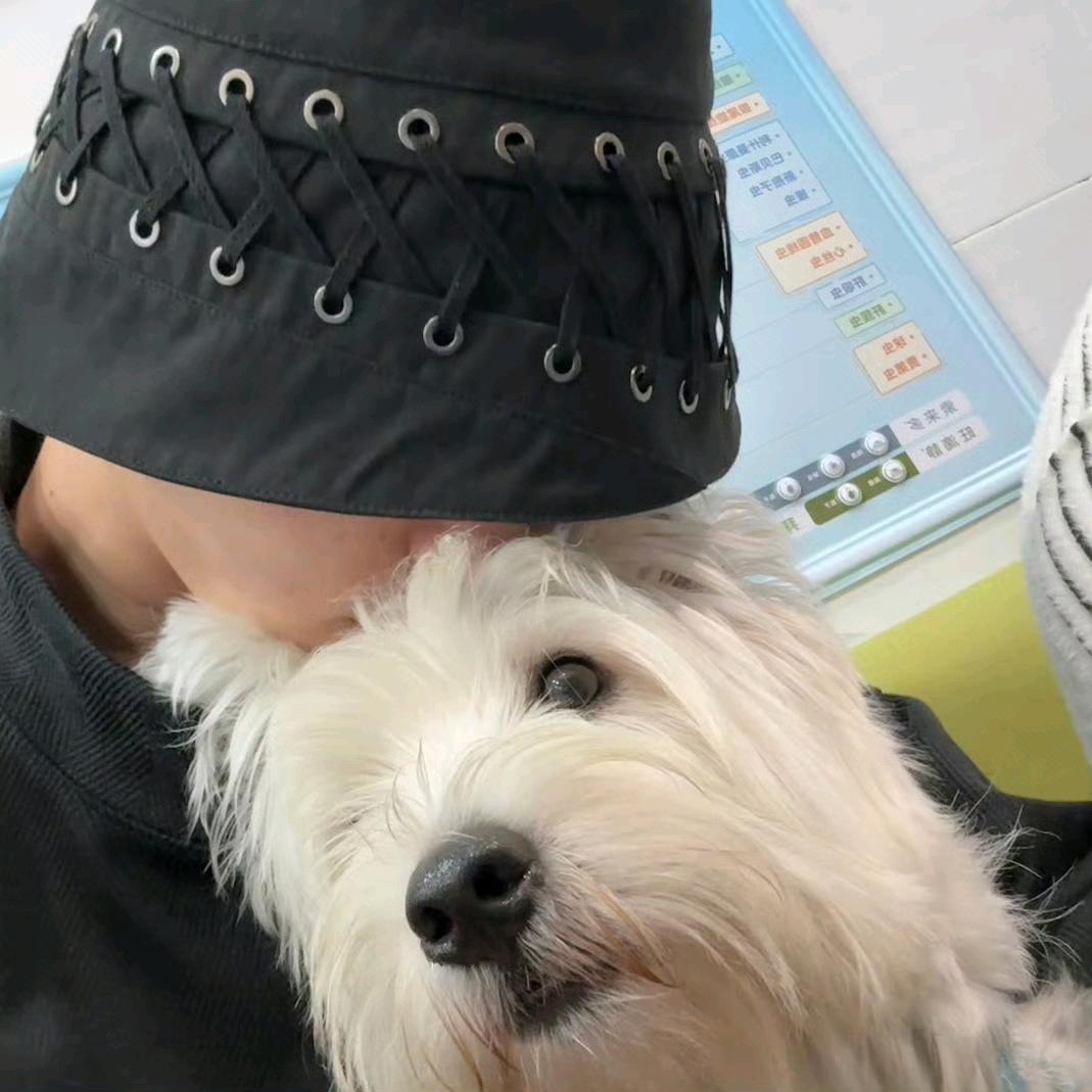 桉鸭vi
