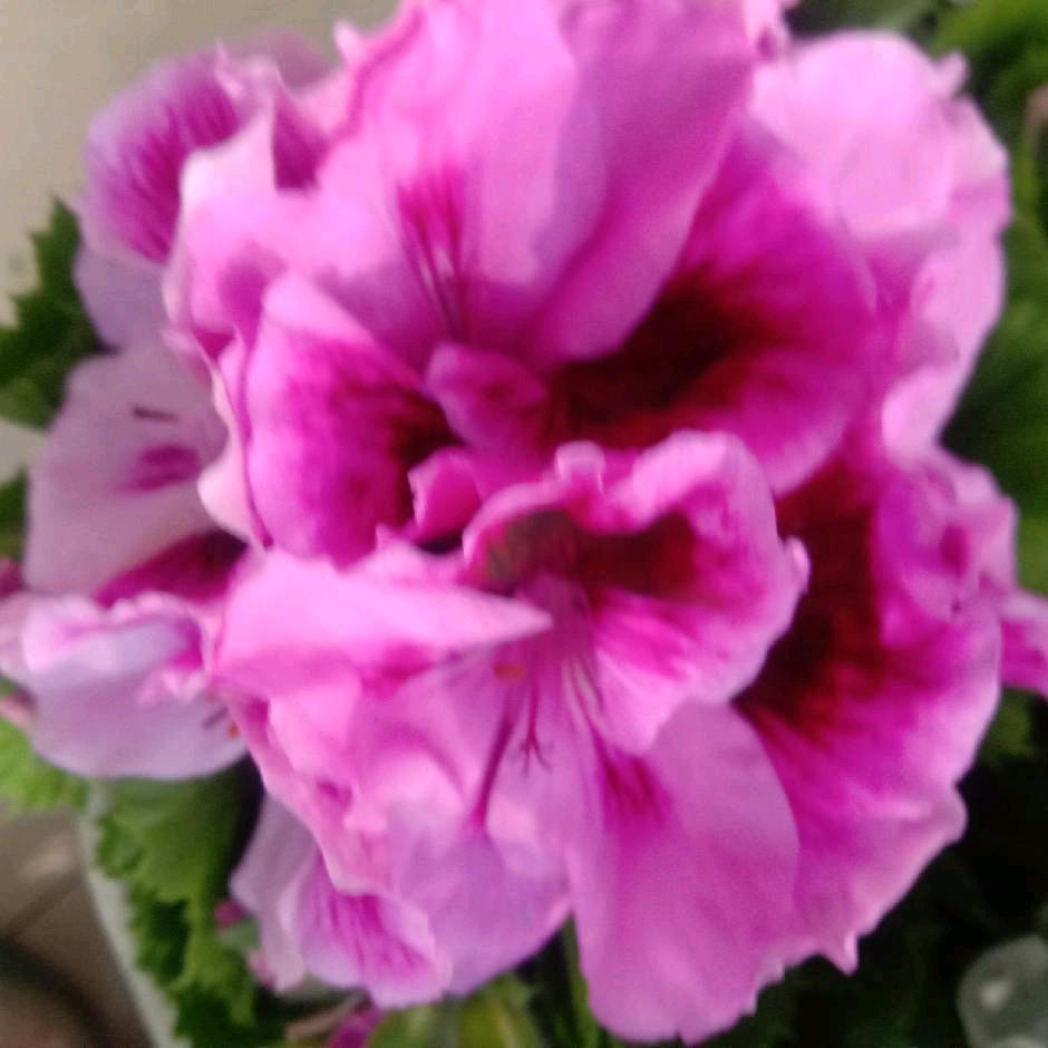 平安是福🌹