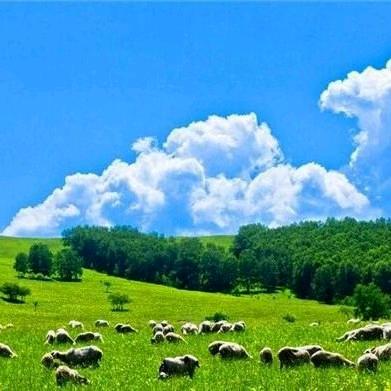 长赤:简阳羊肉何武昌