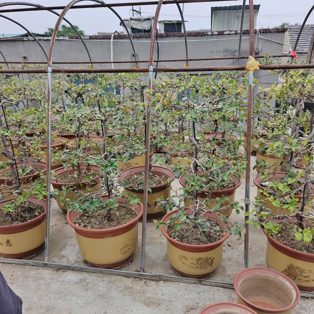 稀世植物花卉