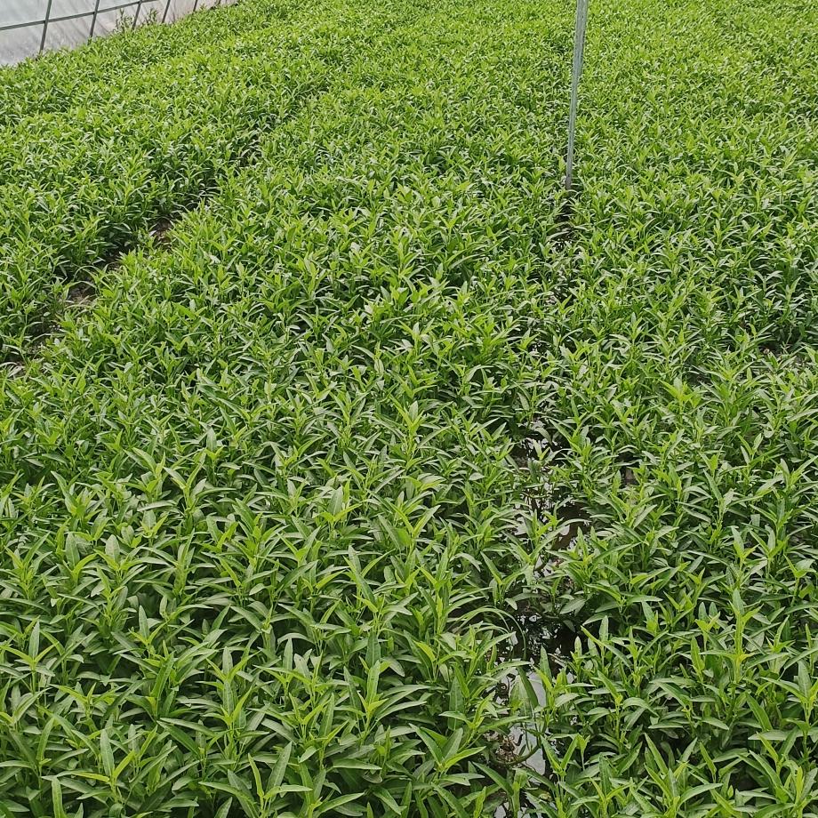 二哥的藤菜基地