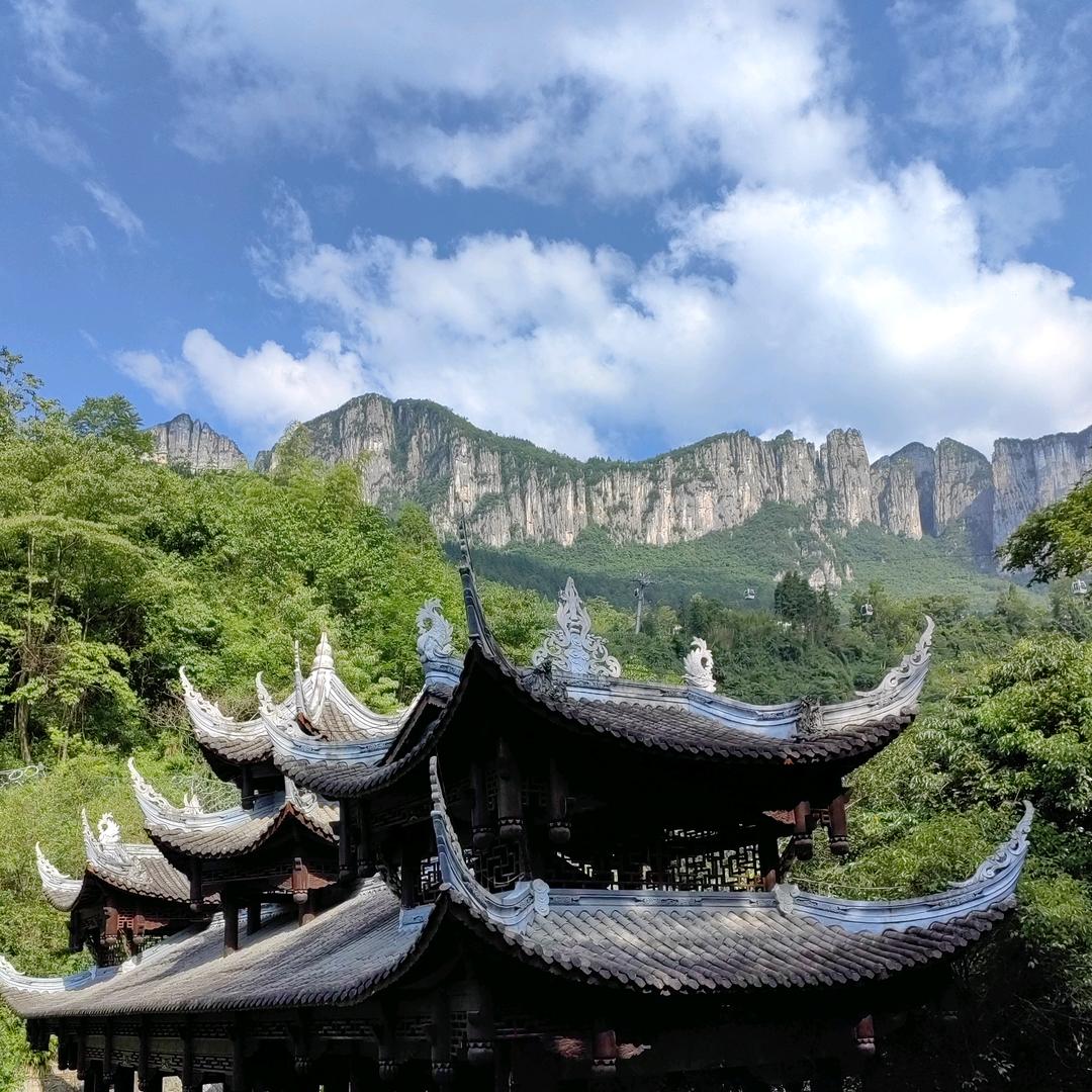 🌴森林籣杉