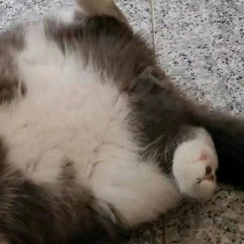 故梦旧茶