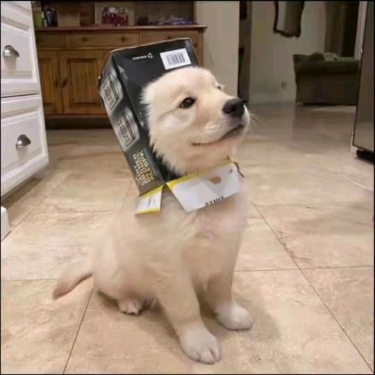 蛋咪