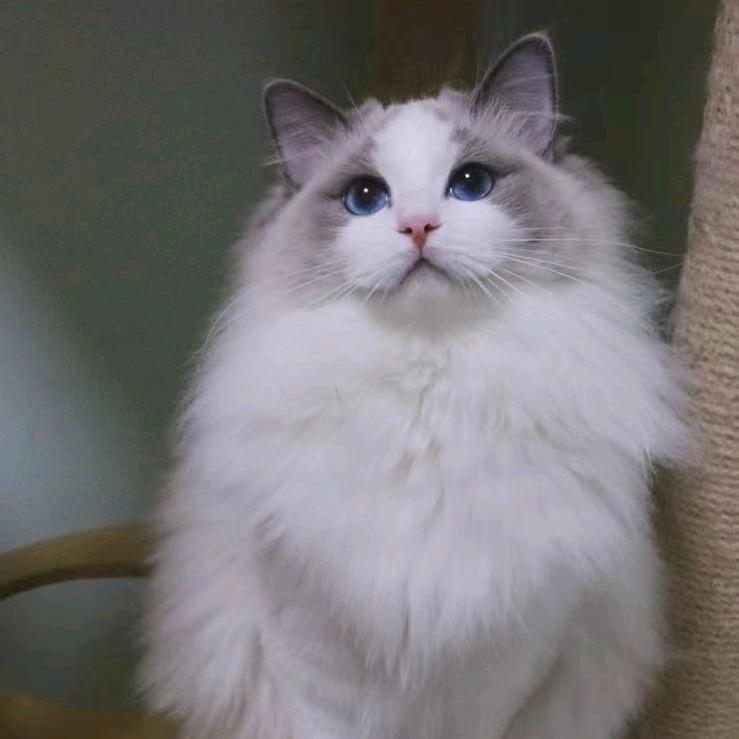 萌猫屋猫咖撸猫馆西政店